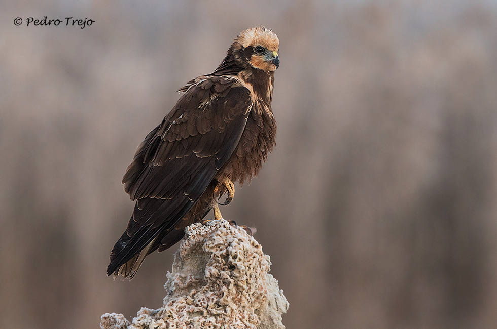 Aguilucho lagunero (Circus aeruginosus)